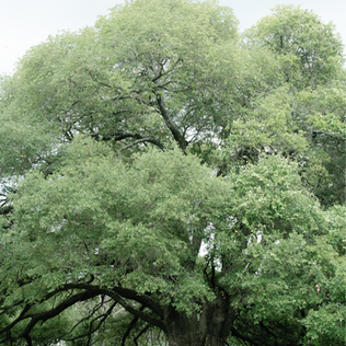 Preview-Sandlewood-Manor-Sip-n-See_Alicia-Yarrish-Photography-1 (1)_edited.png