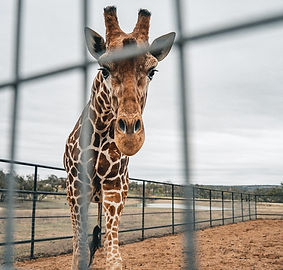 geoffrey-the-giraffe (1).jpg