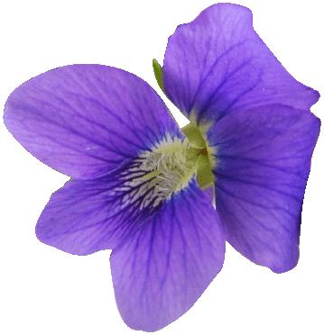 violet.gif