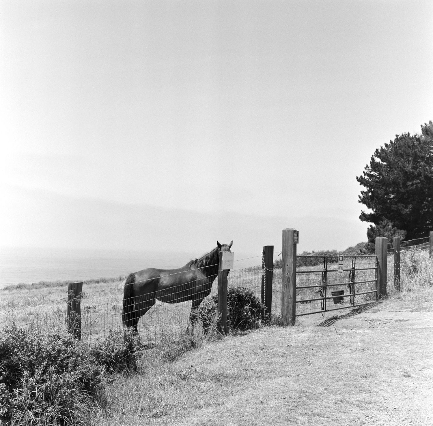 Big Sur Horse, 2020