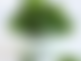 How to Grow your Superfood Vitamin K Garden in Container-Karatfarms