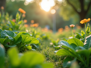 Discover Exceptional Gardening Services by Karat Farms Bengaluru