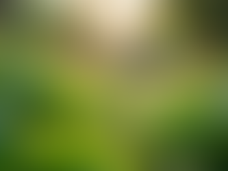 Discover Exceptional Gardening Services by Karat Farms Bengaluru