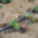 Drip Irrigation for home garden in Bangalore