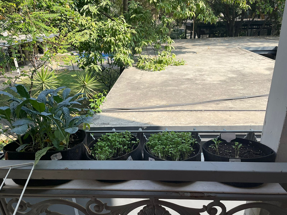 9*4 inches fabric planters in a vegetable garden