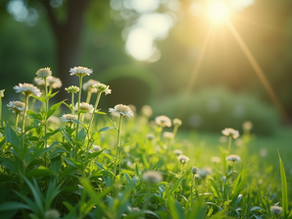 Gardening Solutions by Karat Farms Bengaluru