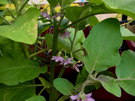How to grow Organic Brinjal or Eggplant in Container at home-Karatfarms