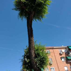 La sombra tupida de lo verde está proscrita