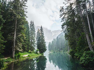 Shrivelled Shrubs or Towering Trees?