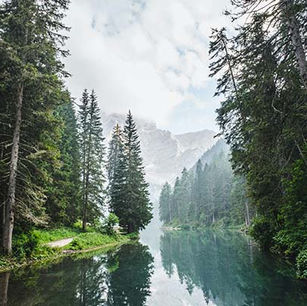 Shrivelled Shrubs or Towering Trees?