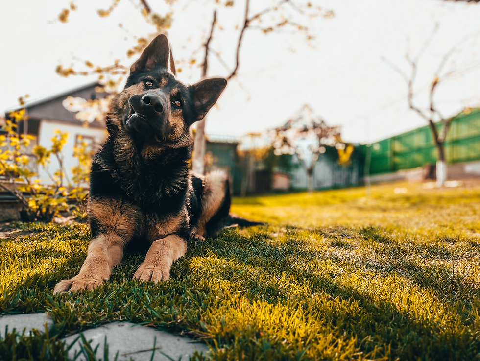 german Shepard in yard