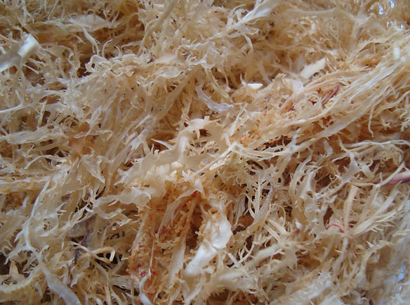 alga-marina-seca-D_NQ_NP_415-MPE44746497