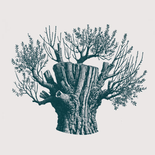 Guarderia de los Olivos