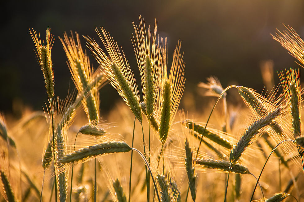 3. Las 15 tendencias que están cambiando el Agro Argentino en 2026