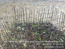 mangrove.jpg