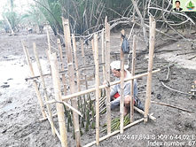 mangrove.jpg