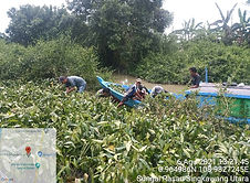 mangrove.jpg