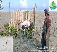mangrove.jpg