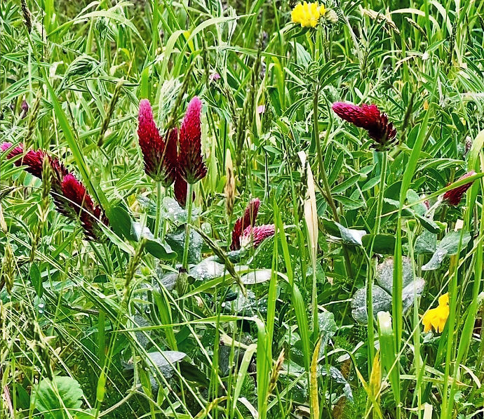 Wildflowers May 2026_edited.jpg