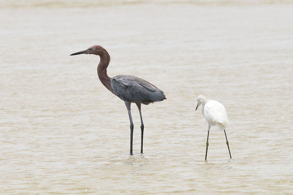 Reddish and Snowy Egrets