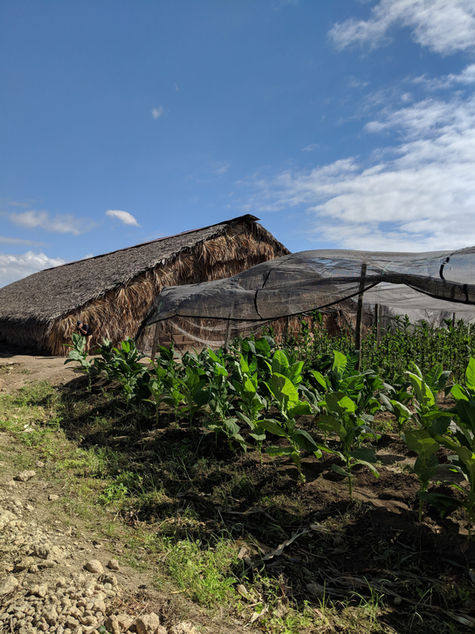 ProCigar Festival 2019: Behind the Tobacco