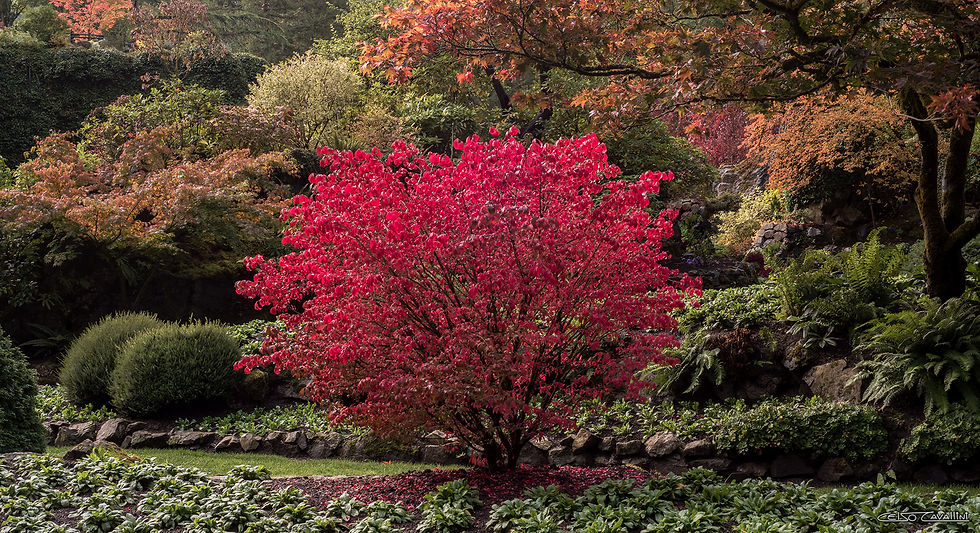 RED MAPLE