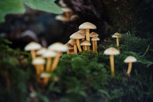 how to join the moms on mushrooms community for microdosing education and support