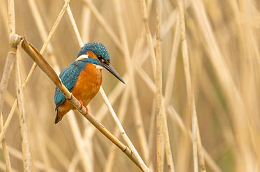 Eisvogel (Christian Roesti)