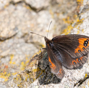 Alpen-Mohrenfalter (Erebia triarius)