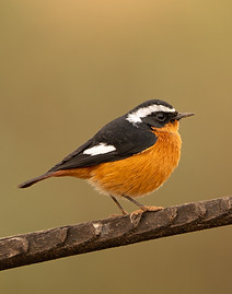 Diademrotschwanz