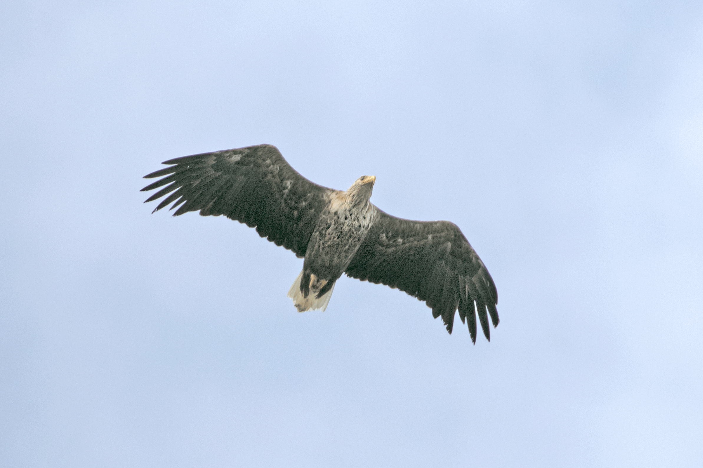 Seeadler