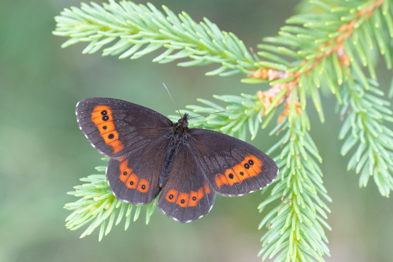 Milchfleck (Erebia ligea)