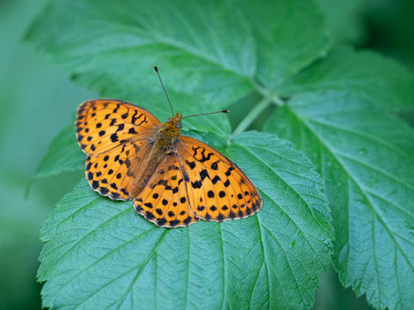 Reisebericht Tagfalterreise 2025