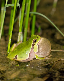 Laubfrosch (Christian Roesti)