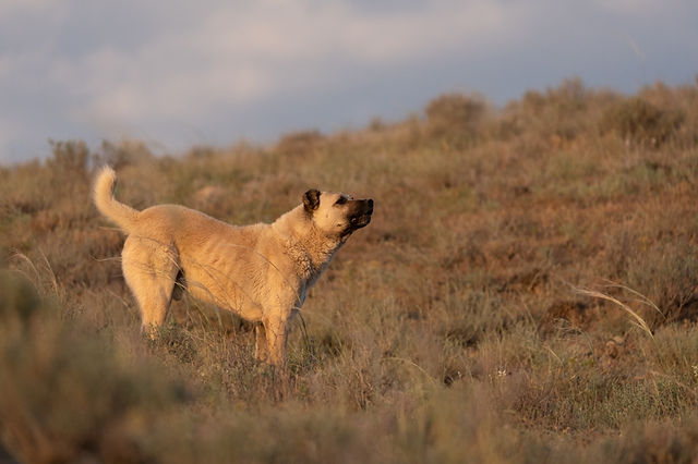 Hirtenhund