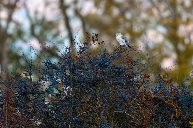 Gleitaar auf Schwarzdorn