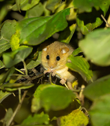 Haselmaus