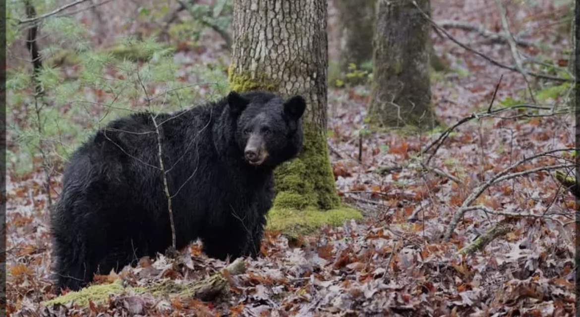 Black bear big game hunting packages — Yvon & Sons Bear Hunt – Yvon & Sons Bear Hunt