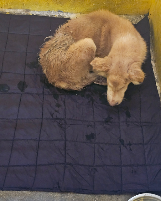 Copy of project ANIMALS.png