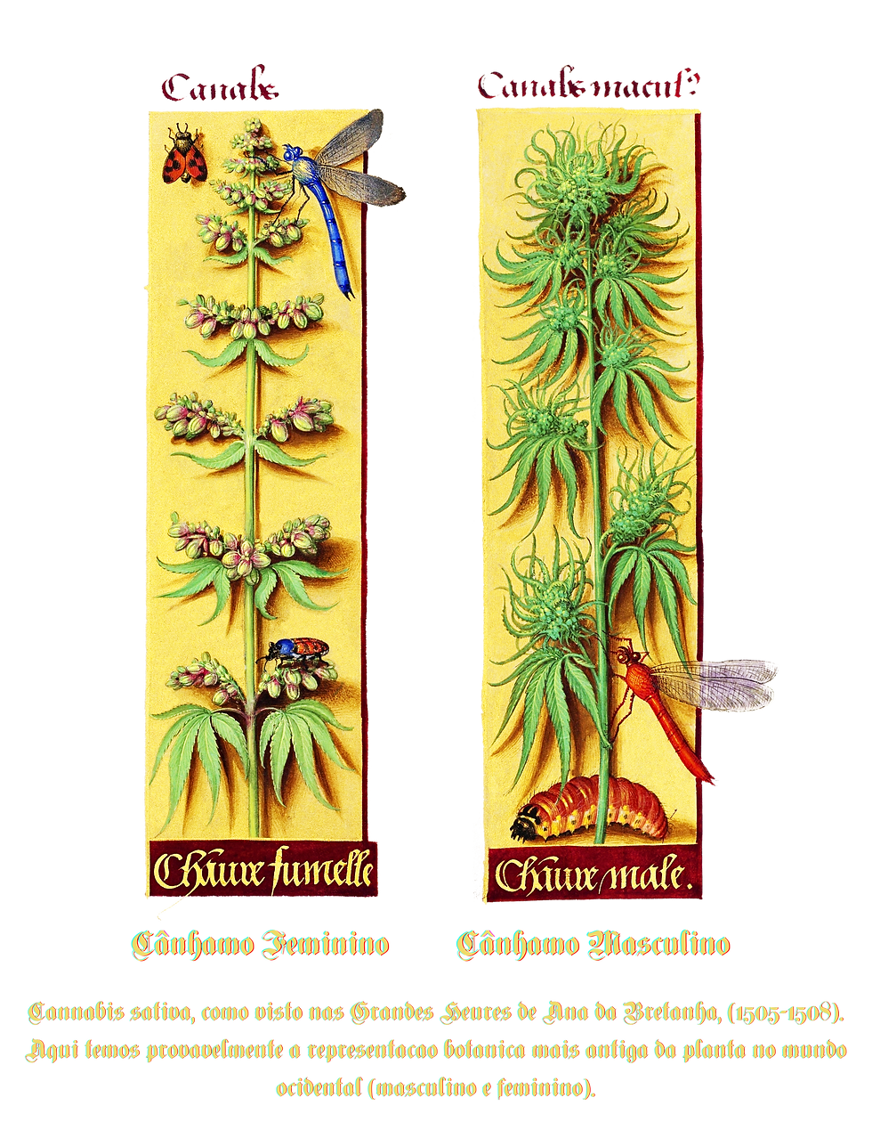 Miniatura: Coleção Cannabis - Europa Medieval - França