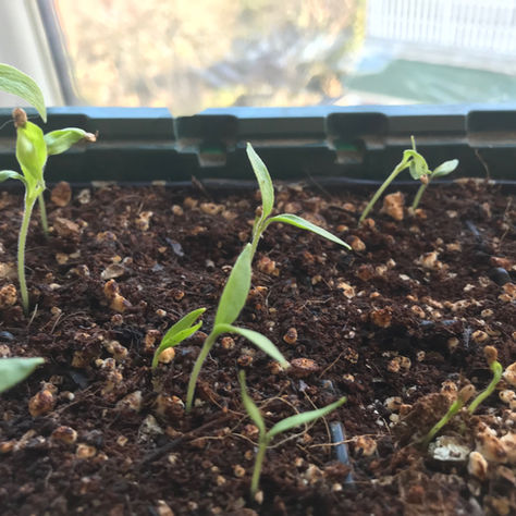 Dőlnek és nyúlnak a palánták? Egyszerű a megoldás! Palántanapló II.