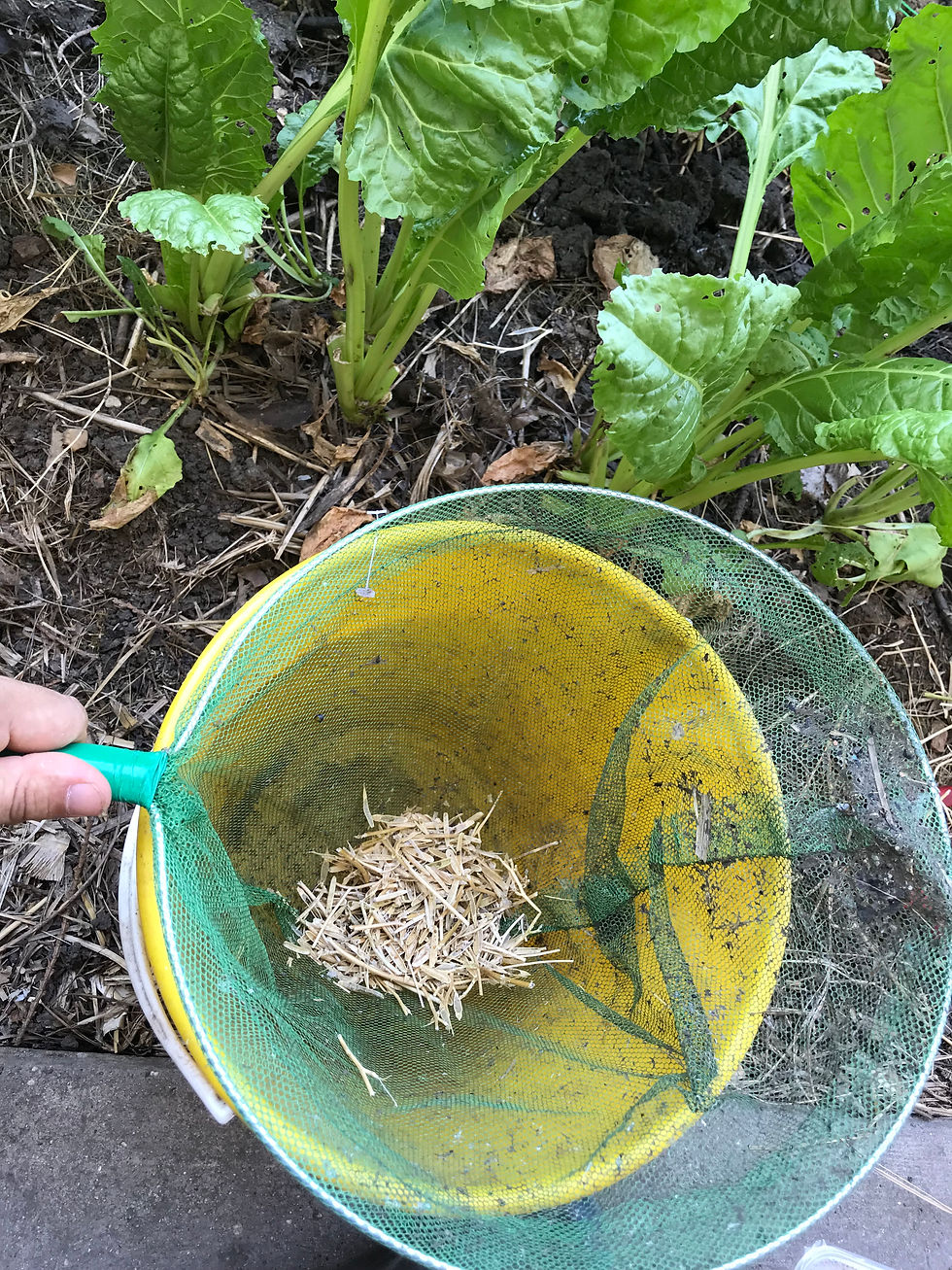 finomszövésű hálóval is át lehet szűrni a pelyvát