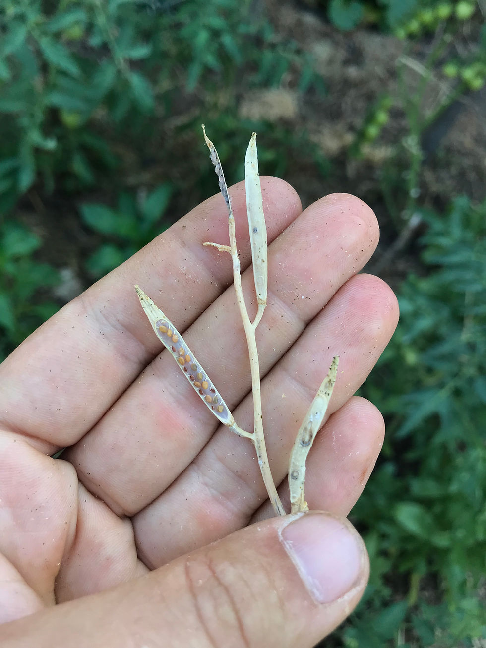 a hüvely és a magok