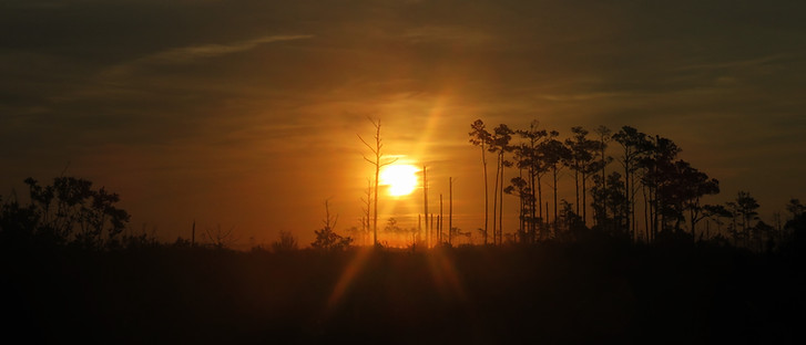 ghostForestsunset.jpg