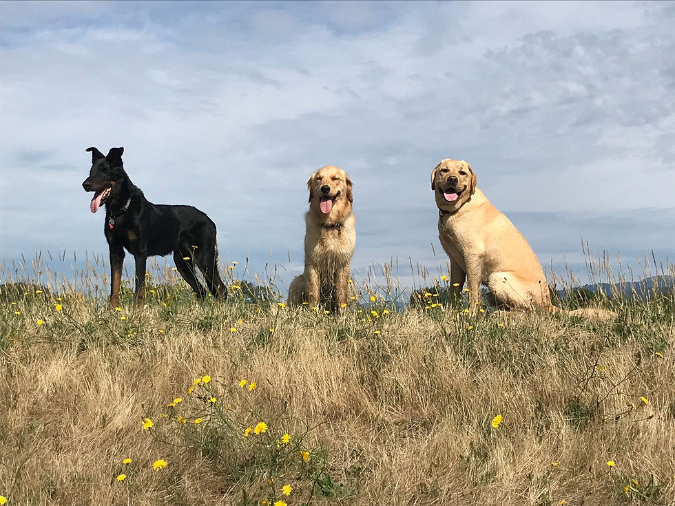 3 dogs, 1 standing and 2 sitting on a grassy field