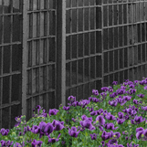 "Protecting the Image of God—Especially on Death Row" Julius Jones