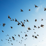 Take Action on Innocence Cases