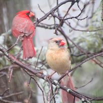 Northern Pin Oak Tree with Cardinals by Ashley Marx