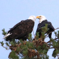 Red Pine with Eagles by Jennifer Quam