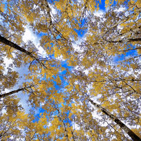 Birch Trees by Sami Rice